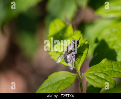 Eine gemeinsame grüne Flasche fliege Lucilia sericata) ruht auf einem Blatt. Stockfoto
