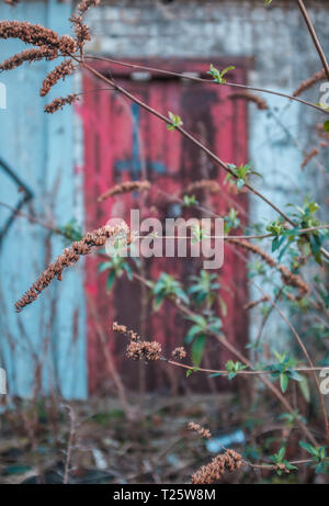 Urban Blight Bild von Pflanzen außerhalb einer alten baufälligen Gebäude wächst Stockfoto