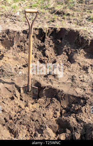 Spaten in den Boden in einem Haus Garten. Garten Reinigung funktioniert. Saison der Feder. Stockfoto
