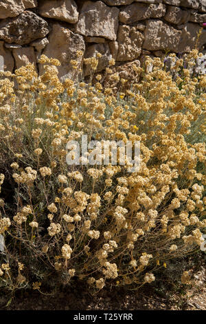 Helichrysum italicum ist eine blühende Pflanze aus der Familie der Asteraceae. Es wird manchmal als das Werk Curry, weil der starke Geruch der Le Stockfoto