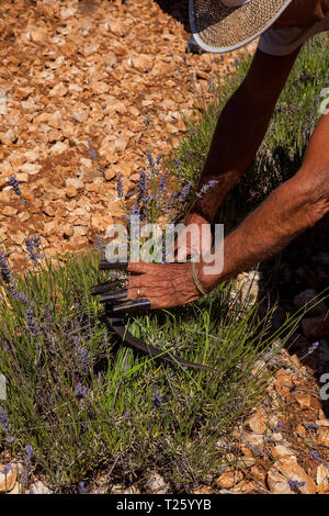 Simiane la Rotonde/Frankreich - Juli 15, 2017: Heute ist es immer noch möglich ist, zu sehen, wie Lavendel verwendet in 20. Jahrhundert geerntet werden, bevor Maschinen Stockfoto