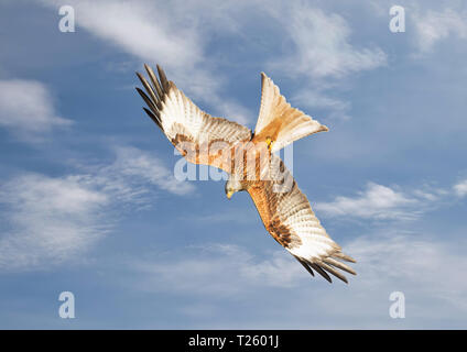 Nahaufnahme eines Rotmilan im Flug gegen den blauen Himmel, Chilterns, Oxfordshire, UK. Stockfoto