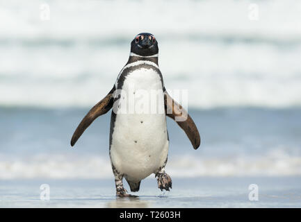 Nahaufnahme von Magellanic penguin (Spheniscus Magellanicus) an Land kommen, Falkland Inseln. Stockfoto