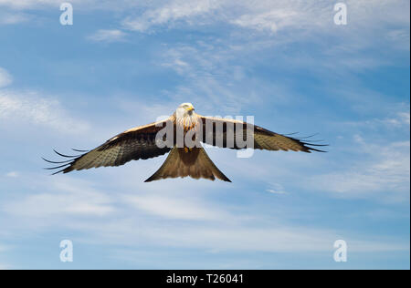 Nahaufnahme eines Rotmilan im Flug gegen den blauen Himmel, Chilterns, Oxfordshire, UK. Stockfoto