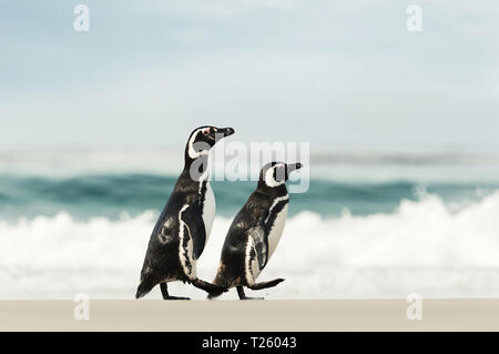 Zwei Magellan-pinguine (Spheniscus Magellanicus) zu Fuß auf einem sandigen Strand im Sommer, Falkland Inseln. Stockfoto