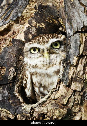 Nahaufnahme eines Steinkauz (Athene noctua) in einen Baumstamm, Großbritannien thront. Stockfoto