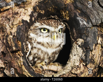 Nahaufnahme eines Steinkauz (Athene noctua) in einen Baumstamm, Großbritannien thront. Stockfoto