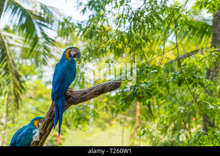 Bunte blau und gelb Papageien auf Baum Hintergrund. Stockfoto