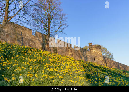 Die berühmten Stadtmauern von York mit einem Damm mit einer Vielzahl von Narzissen in der Morgendämmerung abgedeckt. Es ist ein blauer Himmel oben. Stockfoto