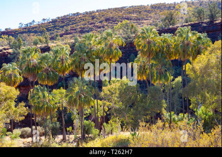 Dramatische Landschaft von Palm Valley, Northern Territory, Australien Stockfoto