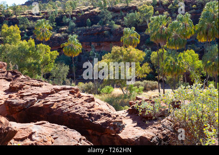 Dramatische Landschaft von Palm Valley, Northern Territory, Australien Stockfoto