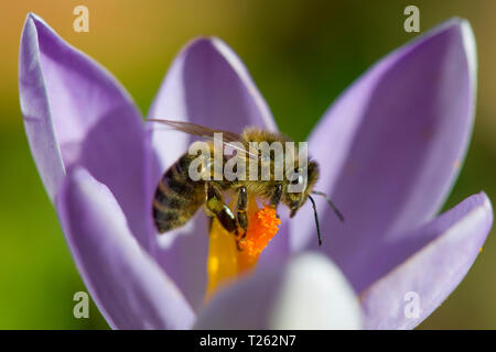 Honigbiene, Apis, auf crocus Stockfoto