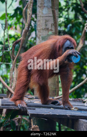 Indonesien, Sumatra Bukit Lawang Orang Utan Rehabilitation Station, Fütterung der Sumatra Orang-Utans Stockfoto