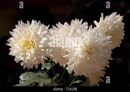 Erstaunliche Blumen blühen im Blumengarten Stockfoto