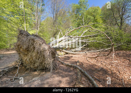 Wind blast flacht Baum Stockfoto