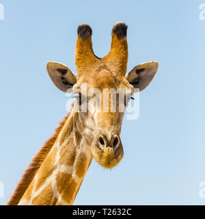 Detaillierte Vorderansicht Portrait von natürlichen giraffe Kopf, blauer Himmel Stockfoto
