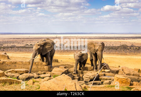 Herde von afrikanischen Elefanten auf Savannah Plains in Tsavo East Park, Kenia Stockfoto