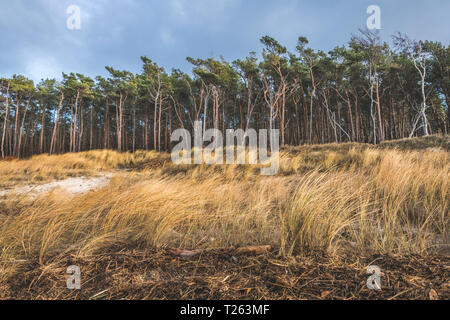 Deutschland, Mecklenburg-Vorpommern, Darss, Ahrenshoop, West Beach Stockfoto