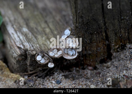 Common Bird's Nest - Pilz (Crucibulum lassen). Stockfoto