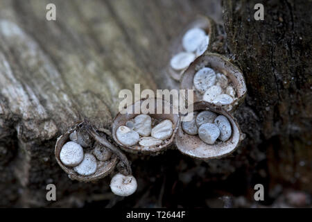 Common Bird's Nest - Pilz (Crucibulum lassen). Stockfoto