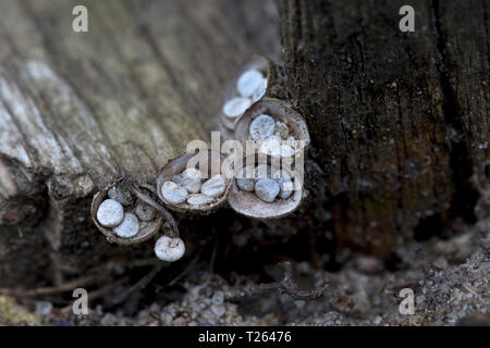 Common Bird's Nest - Pilz (Crucibulum lassen). Stockfoto