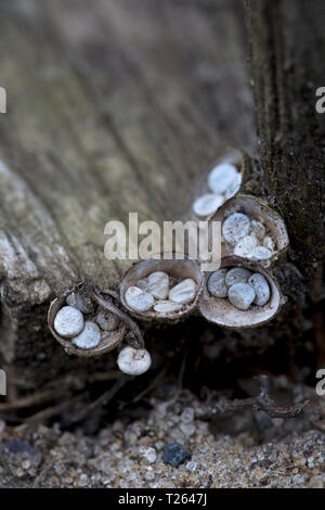 Common Bird's Nest - Pilz (Crucibulum lassen). Stockfoto