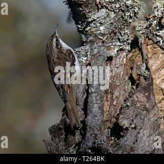 Baumkäfer, Certhia familiaris, auf Baumstamm Stockfoto