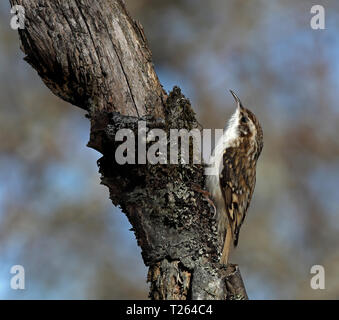 Baumkäfer, Certhia familiaris, auf einem toten Baumstamm Stockfoto