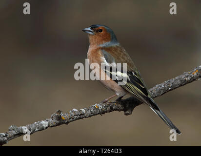 Buchfink, gewöhnlicher Buchfink, Fringilla coelebs Stockfoto