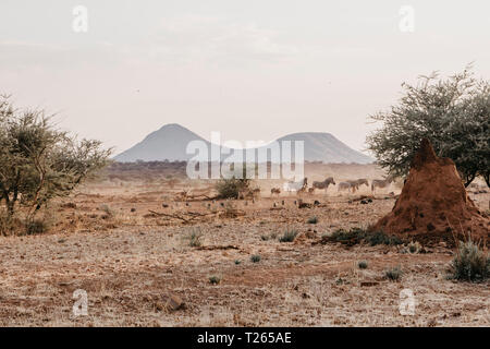 Afrika, Namibia, erindi Private Game Reserve Stockfoto