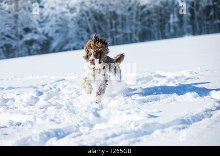 English Springer Spaniel auf verschneiten Wiese Stockfoto