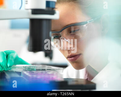 Die Forschung, Wissenschaftler, ein multi-well Platte unter dem Mikroskop bereit Zellen im Labor zu untersuchen Stockfoto