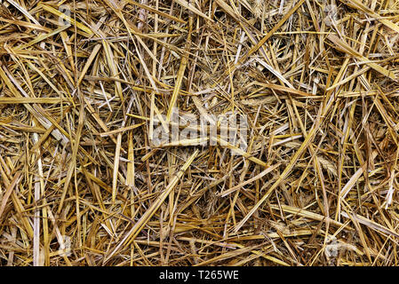 Nahaufnahme eines Stroh Hintergrund Textur (Details). Stockfoto