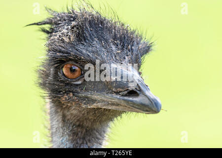 Close up Portrait von emu Strauß in Kamera suchen mit unscharfen Hintergrund und Kopieren. tierischen Kopf. Wildlife Fotografie. Größte, flugunfähigen Vogel. Stockfoto