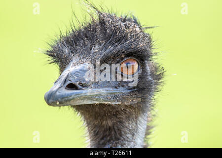 Close up Portrait von emu Strauß in der Kamera mit der linken Auge. unscharfen Hintergrund und Kopieren. tierischen Kopf. Wildlife Fotografie. flugunfähigen Vogel. Stockfoto