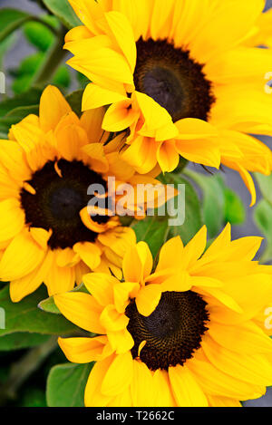 Schönen Blumenstrauß Blühende Sonnenblumen in Nahaufnahme. Stockfoto