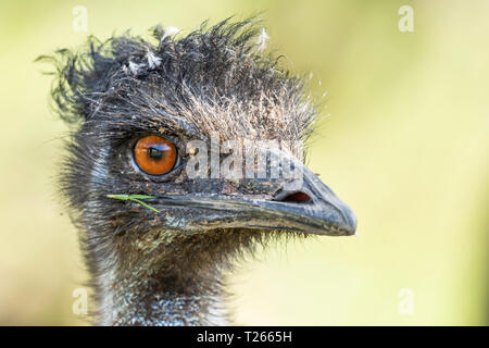 Close up Profil Portrait von emu Strauß in die Kamera schauen mit rechten Auge. verschwommenen Hintergrund. Tierische Kopf. Wildlife Fotografie. Größte, flugunfähigen Vogel. Stockfoto