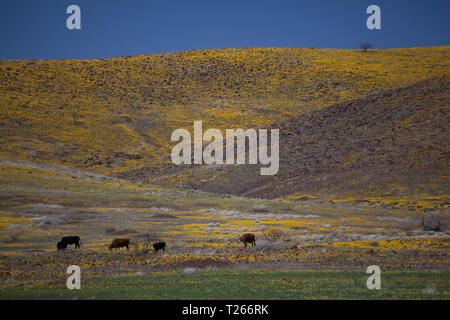 San Bernardino Valley, Cochise County, Arizona, USA Stockfoto