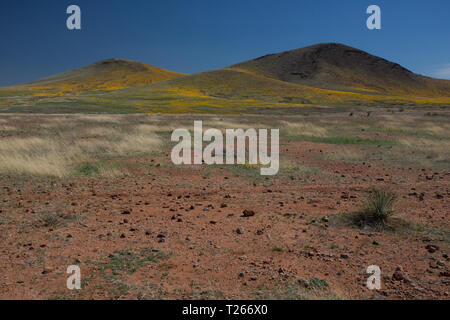 San Bernardino Valley, Cochise County, Arizona, USA Stockfoto