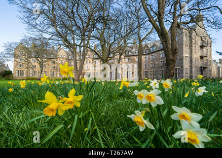 Frühling Narzissen im Garten in St. Salvators Hall of Residence, Beherbergung der Studenten, an der Universität St Andrews, Fife, Schottland, Großbritannien Stockfoto