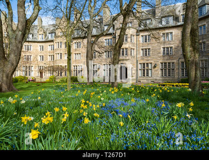 Frühling Narzissen im Garten in St. Salvators Hall of Residence, Beherbergung der Studenten, an der Universität St Andrews, Fife, Schottland, Großbritannien Stockfoto