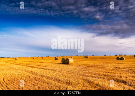 Vereinigtes Königreich, Schottland, East Lothian, Feld und Heuballen im Abendlicht Stockfoto