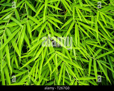 Leuchtend grüne Farbe der Bamboo leaf/Grün Stockfoto