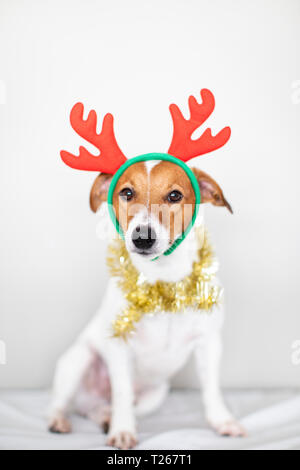 Portrait von Hund tragen Rentier Geweih Kopfbügel und goldene Girlande Stockfoto