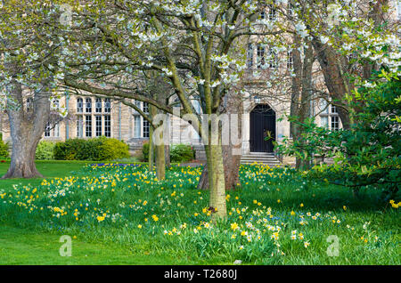 Frühling Narzissen im Garten in St. Salvators Hall of Residence, Beherbergung der Studenten, an der Universität St Andrews, Fife, Schottland, Großbritannien Stockfoto