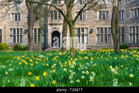 Frühling Narzissen im Garten in St. Salvators Hall of Residence, Beherbergung der Studenten, an der Universität St Andrews, Fife, Schottland, Großbritannien Stockfoto