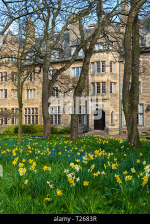 Frühling Narzissen im Garten in St. Salvators Hall of Residence, Beherbergung der Studenten, an der Universität St Andrews, Fife, Schottland, Großbritannien Stockfoto