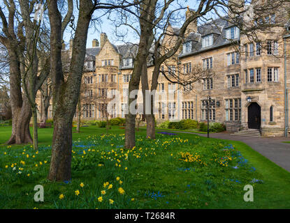 Frühling Narzissen im Garten in St. Salvators Hall of Residence, Beherbergung der Studenten, an der Universität St Andrews, Fife, Schottland, Großbritannien Stockfoto
