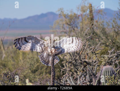 Great Horned Owl mit ausgebreiteten Flügeln und Krallen in der Wüste von Arizona Stockfoto