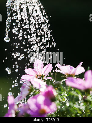 MOTALA 2016-06-01 Wer Wasser auf einem Garten Kosmos oder mexikanischen Aster in einem Garten. /Rosenskära (Cosmos Bipinnatus) ist en Kunst i Familjen korgblommiga växter och från sydvästra USA Mexiko. Foto Jeppe Gustafsson Stockfoto